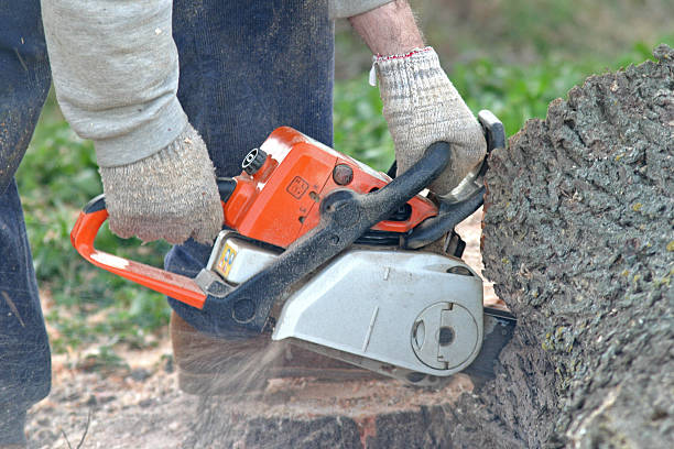 How Our Tree Care Process Works  in  Clarksville, VA